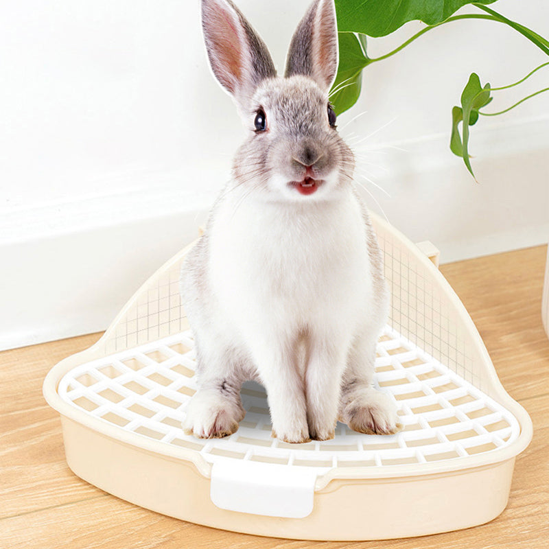 Raising rabbits becomes easy: these basic preparations are the key