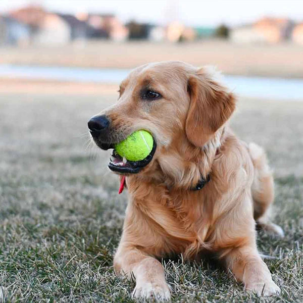 Tennis Balls | Advanced Training  Balls for Beginner Pet Dog practice | Tennis Balls with Mesh Bag for Easy Carry
